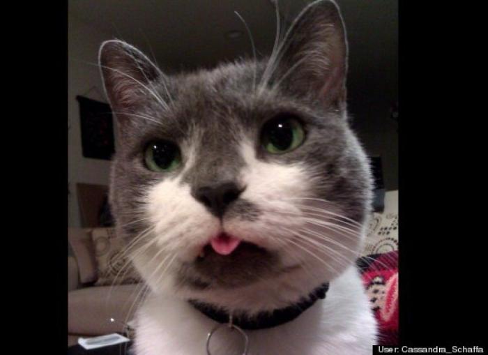 ¿Qué hacen un tigre o un león si les dejas una caja de cartón? El mejor vídeo de bichinos de la semana (VÍDEO)