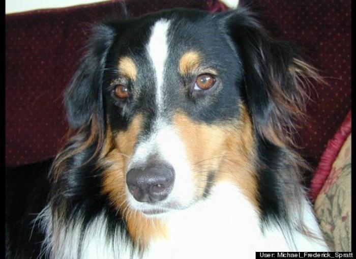 ¿Qué hacen un tigre o un león si les dejas una caja de cartón? El mejor vídeo de bichinos de la semana (VÍDEO)