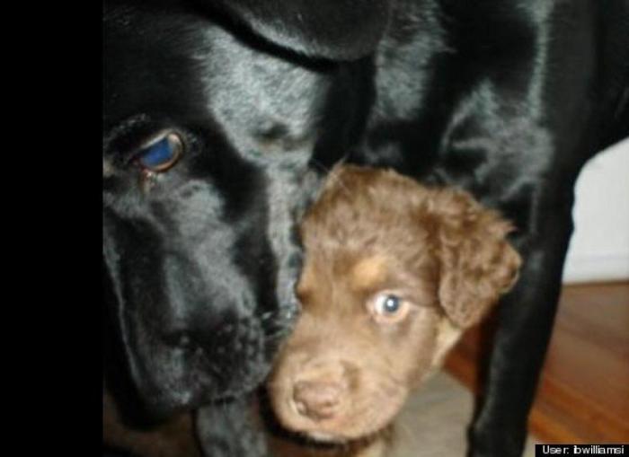 ¿Qué hacen un tigre o un león si les dejas una caja de cartón? El mejor vídeo de bichinos de la semana (VÍDEO)