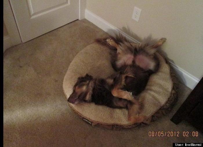 ¿Qué hacen un tigre o un león si les dejas una caja de cartón? El mejor vídeo de bichinos de la semana (VÍDEO)