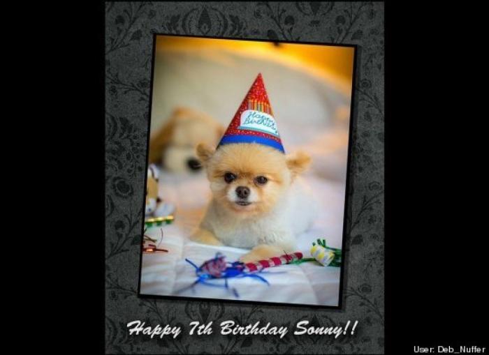 ¿Qué hacen un tigre o un león si les dejas una caja de cartón? El mejor vídeo de bichinos de la semana (VÍDEO)