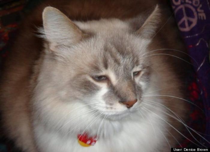 ¿Qué hacen un tigre o un león si les dejas una caja de cartón? El mejor vídeo de bichinos de la semana (VÍDEO)