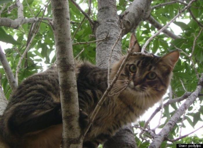 ¿Qué hacen un tigre o un león si les dejas una caja de cartón? El mejor vídeo de bichinos de la semana (VÍDEO)