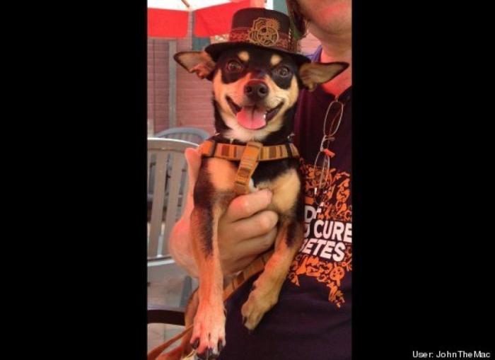 ¿Qué hacen un tigre o un león si les dejas una caja de cartón? El mejor vídeo de bichinos de la semana (VÍDEO)