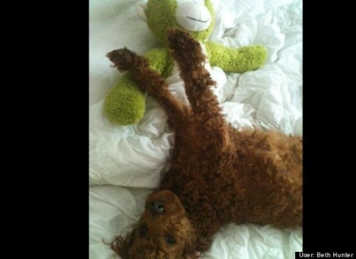 ¿Qué hacen un tigre o un león si les dejas una caja de cartón? El mejor vídeo de bichinos de la semana (VÍDEO)