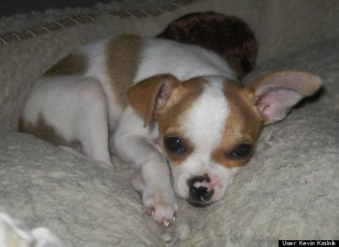 ¿Qué hacen un tigre o un león si les dejas una caja de cartón? El mejor vídeo de bichinos de la semana (VÍDEO)