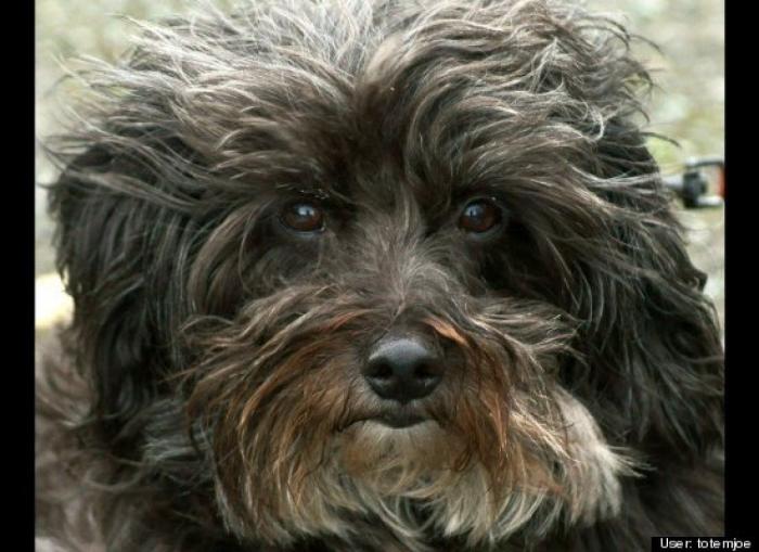 ¿Qué hacen un tigre o un león si les dejas una caja de cartón? El mejor vídeo de bichinos de la semana (VÍDEO)