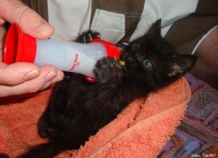 ¿Qué hacen un tigre o un león si les dejas una caja de cartón? El mejor vídeo de bichinos de la semana (VÍDEO)