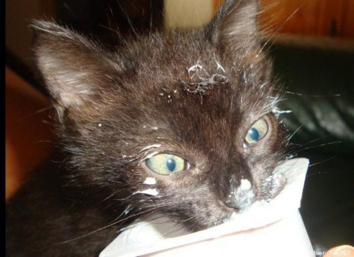 ¿Qué hacen un tigre o un león si les dejas una caja de cartón? El mejor vídeo de bichinos de la semana (VÍDEO)