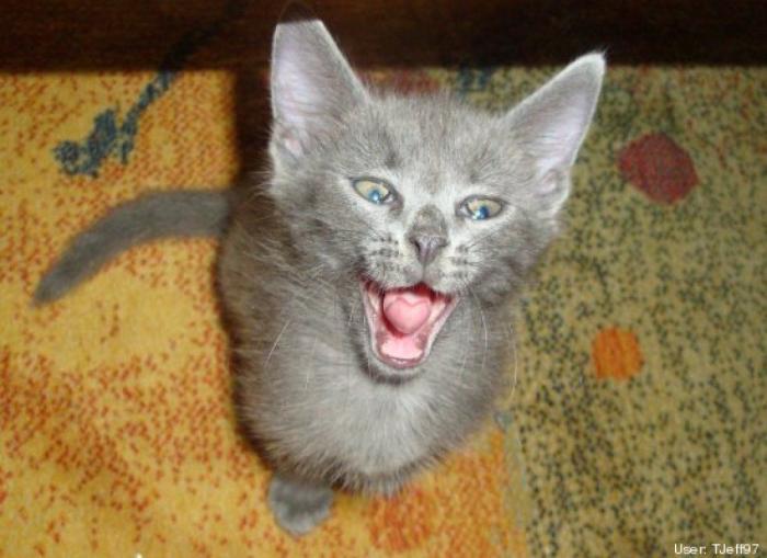 ¿Qué hacen un tigre o un león si les dejas una caja de cartón? El mejor vídeo de bichinos de la semana (VÍDEO)