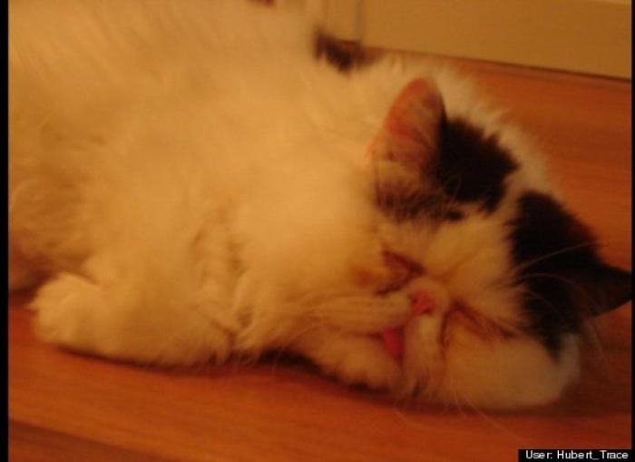 ¿Qué hacen un tigre o un león si les dejas una caja de cartón? El mejor vídeo de bichinos de la semana (VÍDEO)