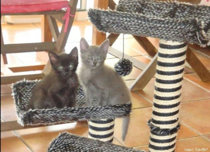 ¿Qué hacen un tigre o un león si les dejas una caja de cartón? El mejor vídeo de bichinos de la semana (VÍDEO)