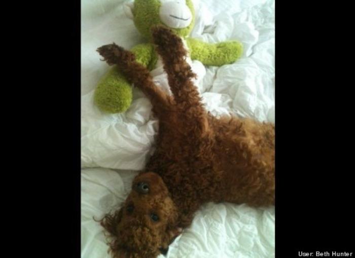 ¿Qué hacen un tigre o un león si les dejas una caja de cartón? El mejor vídeo de bichinos de la semana (VÍDEO)