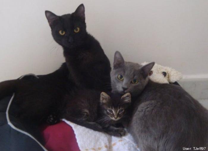 ¿Qué hacen un tigre o un león si les dejas una caja de cartón? El mejor vídeo de bichinos de la semana (VÍDEO)