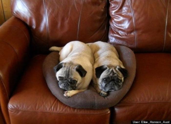 ¿Qué hacen un tigre o un león si les dejas una caja de cartón? El mejor vídeo de bichinos de la semana (VÍDEO)