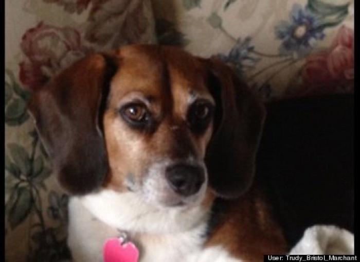 ¿Qué hacen un tigre o un león si les dejas una caja de cartón? El mejor vídeo de bichinos de la semana (VÍDEO)