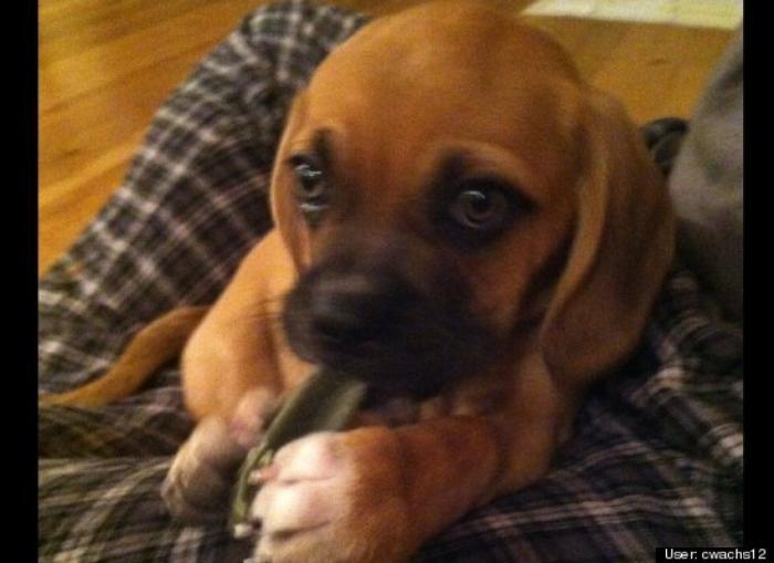 ¿Qué hacen un tigre o un león si les dejas una caja de cartón? El mejor vídeo de bichinos de la semana (VÍDEO)