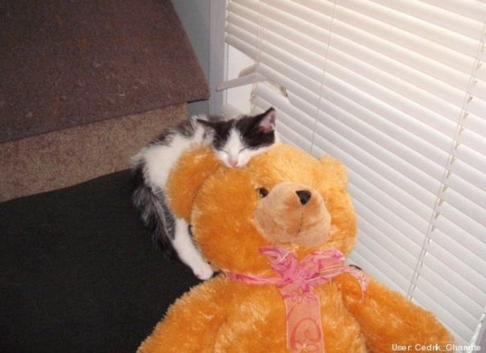 ¿Qué hacen un tigre o un león si les dejas una caja de cartón? El mejor vídeo de bichinos de la semana (VÍDEO)