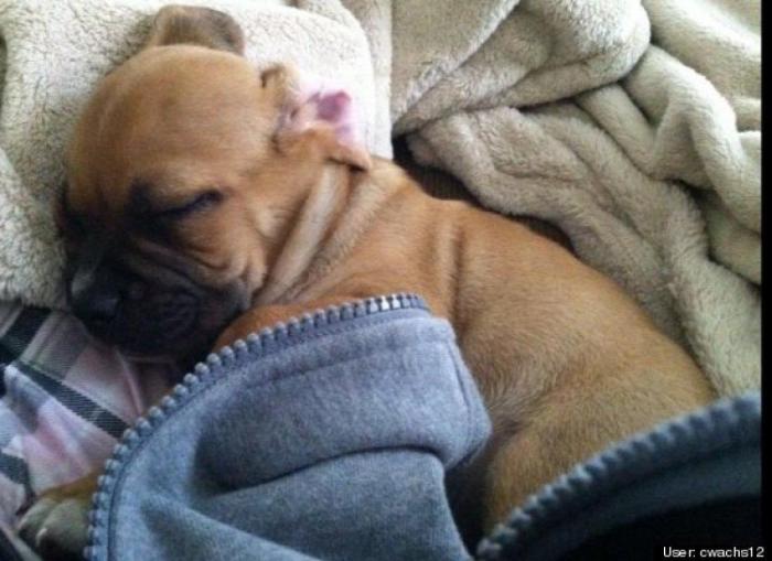 ¿Qué hacen un tigre o un león si les dejas una caja de cartón? El mejor vídeo de bichinos de la semana (VÍDEO)