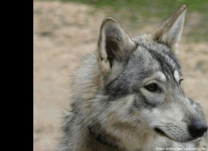 ¿Qué hacen un tigre o un león si les dejas una caja de cartón? El mejor vídeo de bichinos de la semana (VÍDEO)