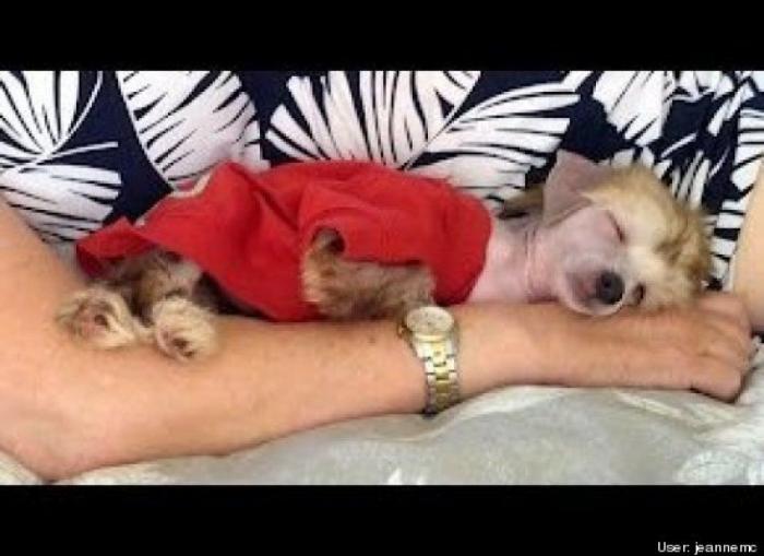 ¿Qué hacen un tigre o un león si les dejas una caja de cartón? El mejor vídeo de bichinos de la semana (VÍDEO)