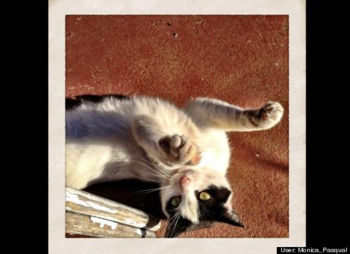 ¿Qué hacen un tigre o un león si les dejas una caja de cartón? El mejor vídeo de bichinos de la semana (VÍDEO)