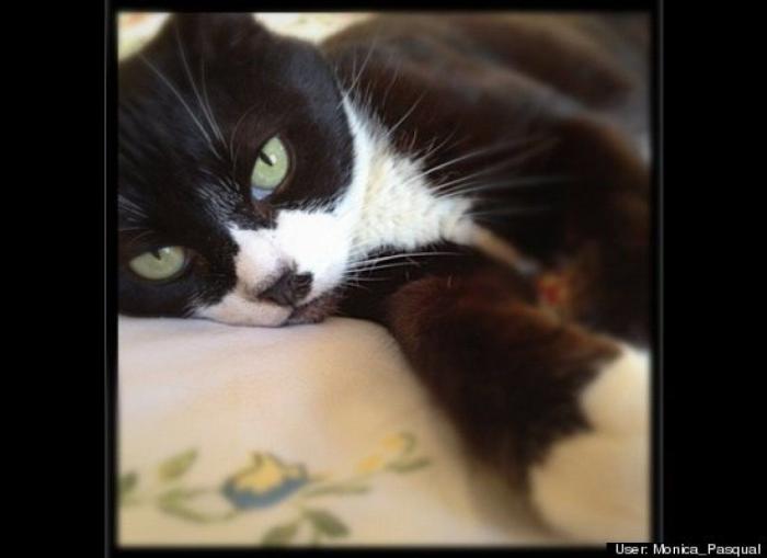 ¿Qué hacen un tigre o un león si les dejas una caja de cartón? El mejor vídeo de bichinos de la semana (VÍDEO)