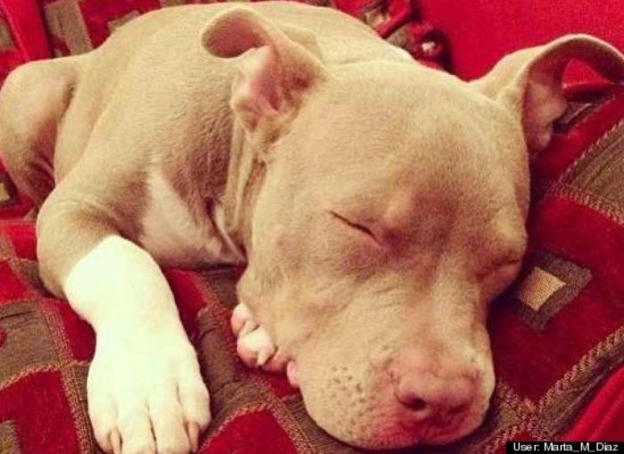 ¿Qué hacen un tigre o un león si les dejas una caja de cartón? El mejor vídeo de bichinos de la semana (VÍDEO)