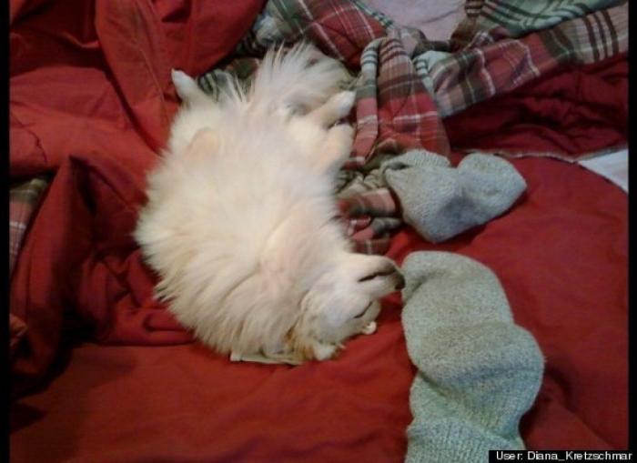 ¿Qué hacen un tigre o un león si les dejas una caja de cartón? El mejor vídeo de bichinos de la semana (VÍDEO)