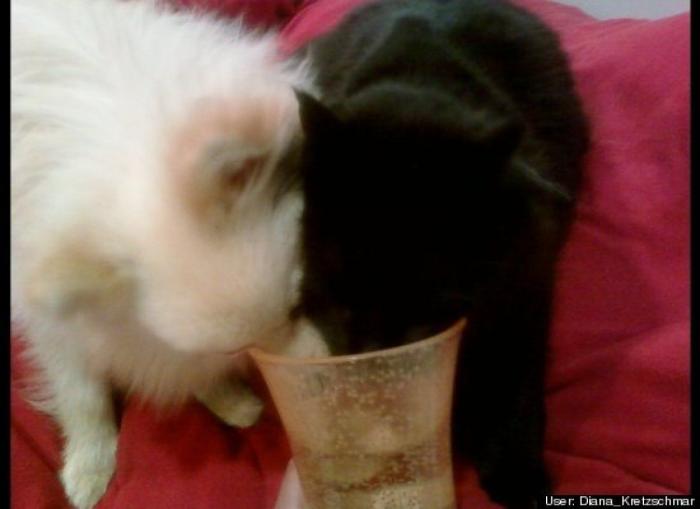 ¿Qué hacen un tigre o un león si les dejas una caja de cartón? El mejor vídeo de bichinos de la semana (VÍDEO)