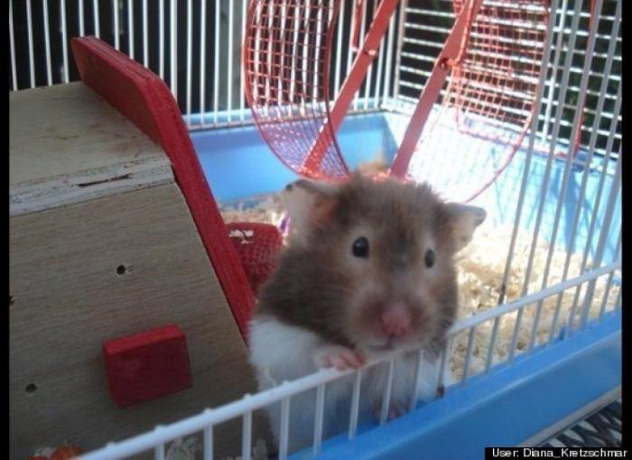 ¿Qué hacen un tigre o un león si les dejas una caja de cartón? El mejor vídeo de bichinos de la semana (VÍDEO)