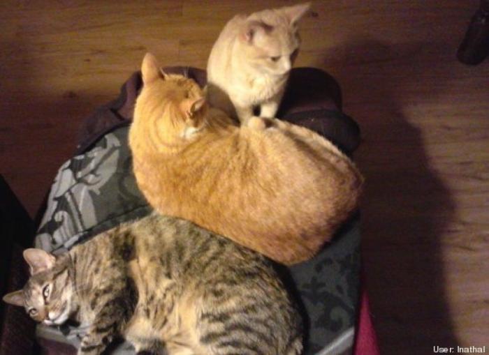 ¿Qué hacen un tigre o un león si les dejas una caja de cartón? El mejor vídeo de bichinos de la semana (VÍDEO)