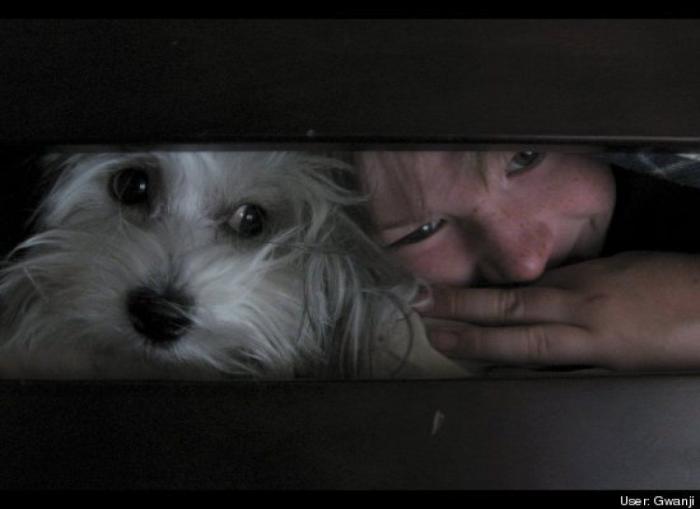 ¿Qué hacen un tigre o un león si les dejas una caja de cartón? El mejor vídeo de bichinos de la semana (VÍDEO)