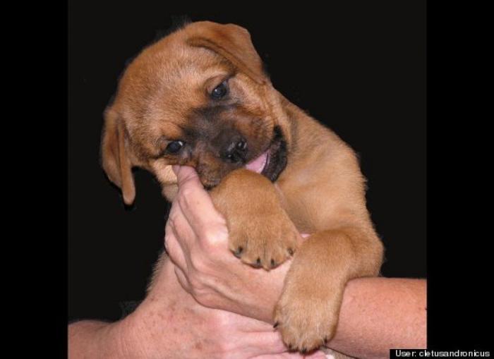 ¿Qué hacen un tigre o un león si les dejas una caja de cartón? El mejor vídeo de bichinos de la semana (VÍDEO)
