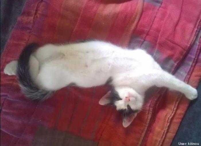 ¿Qué hacen un tigre o un león si les dejas una caja de cartón? El mejor vídeo de bichinos de la semana (VÍDEO)