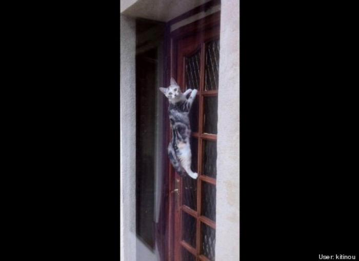 ¿Qué hacen un tigre o un león si les dejas una caja de cartón? El mejor vídeo de bichinos de la semana (VÍDEO)