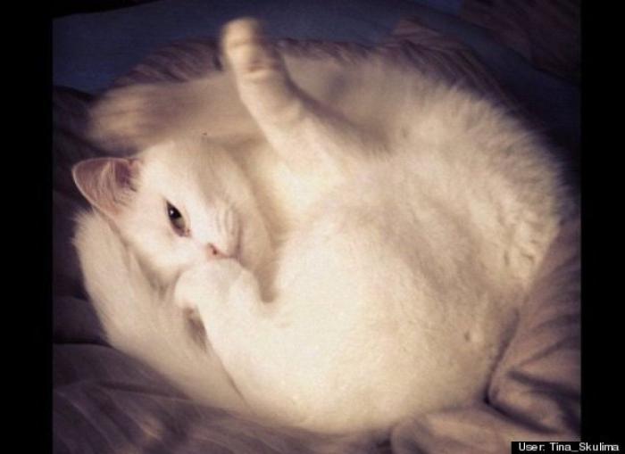 ¿Qué hacen un tigre o un león si les dejas una caja de cartón? El mejor vídeo de bichinos de la semana (VÍDEO)