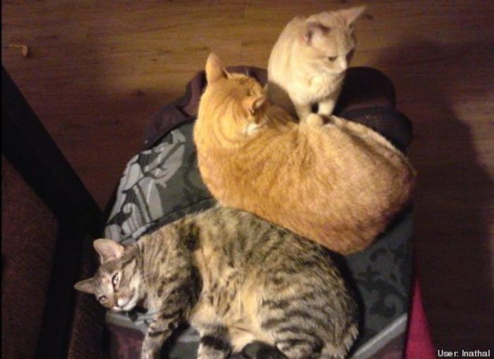 ¿Qué hacen un tigre o un león si les dejas una caja de cartón? El mejor vídeo de bichinos de la semana (VÍDEO)