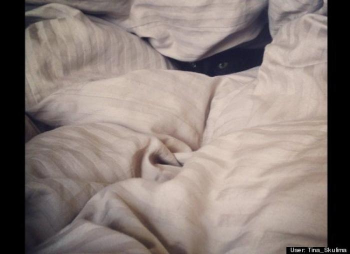 ¿Qué hacen un tigre o un león si les dejas una caja de cartón? El mejor vídeo de bichinos de la semana (VÍDEO)