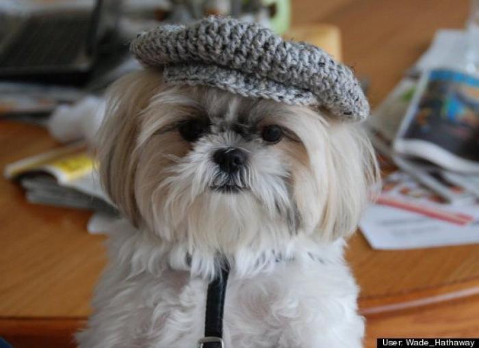 ¿Qué hacen un tigre o un león si les dejas una caja de cartón? El mejor vídeo de bichinos de la semana (VÍDEO)