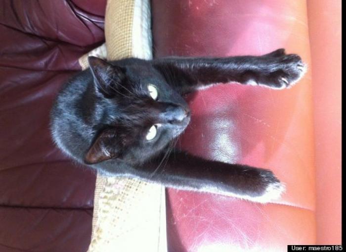 ¿Qué hacen un tigre o un león si les dejas una caja de cartón? El mejor vídeo de bichinos de la semana (VÍDEO)