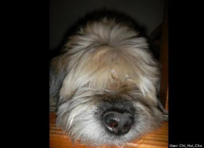 ¿Qué hacen un tigre o un león si les dejas una caja de cartón? El mejor vídeo de bichinos de la semana (VÍDEO)