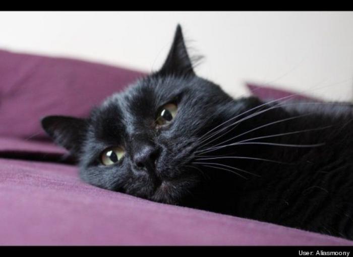 ¿Qué hacen un tigre o un león si les dejas una caja de cartón? El mejor vídeo de bichinos de la semana (VÍDEO)