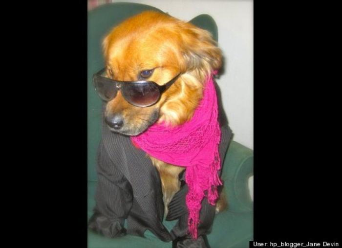 ¿Qué hacen un tigre o un león si les dejas una caja de cartón? El mejor vídeo de bichinos de la semana (VÍDEO)