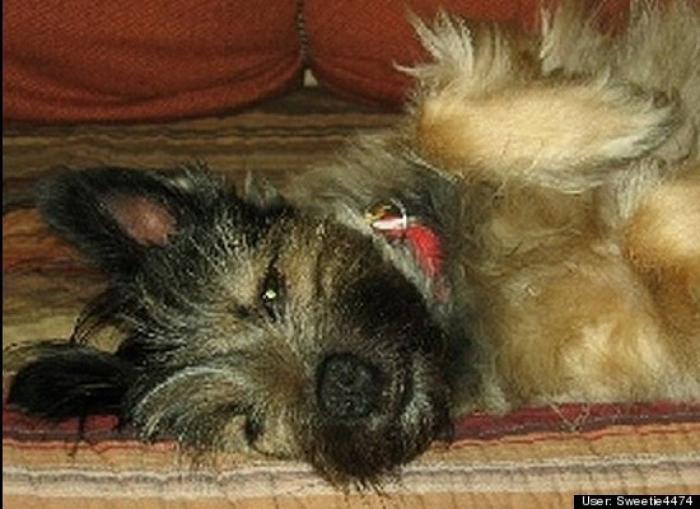 ¿Qué hacen un tigre o un león si les dejas una caja de cartón? El mejor vídeo de bichinos de la semana (VÍDEO)