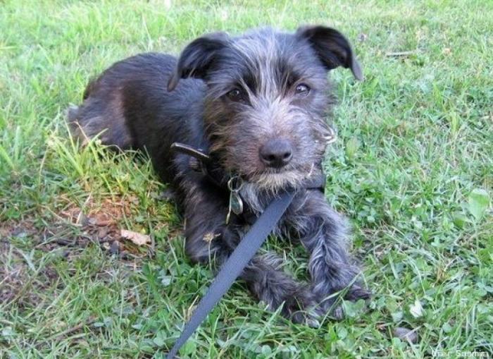 ¿Qué hacen un tigre o un león si les dejas una caja de cartón? El mejor vídeo de bichinos de la semana (VÍDEO)