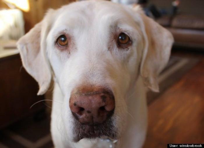 ¿Qué hacen un tigre o un león si les dejas una caja de cartón? El mejor vídeo de bichinos de la semana (VÍDEO)