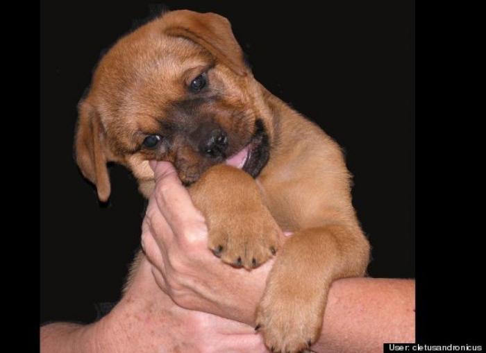 ¿Qué hacen un tigre o un león si les dejas una caja de cartón? El mejor vídeo de bichinos de la semana (VÍDEO)