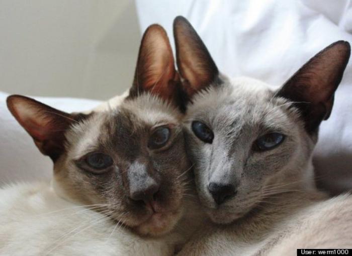 ¿Qué hacen un tigre o un león si les dejas una caja de cartón? El mejor vídeo de bichinos de la semana (VÍDEO)