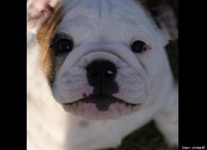 ¿Qué hacen un tigre o un león si les dejas una caja de cartón? El mejor vídeo de bichinos de la semana (VÍDEO)